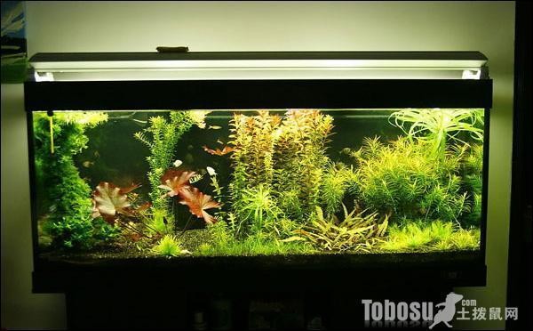 紅龍魚的正確飼養(yǎng)方法大全圖解圖片欣賞（紅龍魚的正確飼養(yǎng)方法大全圖解圖片欣賞視頻）