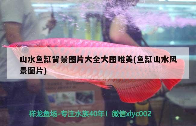 泰國虎魚吃什么，觀賞魚會嘔吐嗎 泰國虎魚吃什么，觀賞魚會嘔吐嗎 虎魚百科 第3張