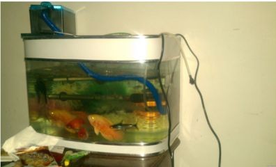 魚缸過濾器選購指南:自制魚缸過濾器魚缸上置過濾器對于養魚愛好者的必備知識 魚缸燈的常見故障處理:魚缸燈常見故障及處理方法魚缸燈的常見故障及處理方法 魚缸百科 魚缸燈的常見故障處理:魚缸燈常見故障及處理方法魚缸燈的常見故障及處理方法 魚缸燈的常見故障處理:魚缸燈常見故障及處理方法魚缸燈的常見故障及處理方法 魚缸百科