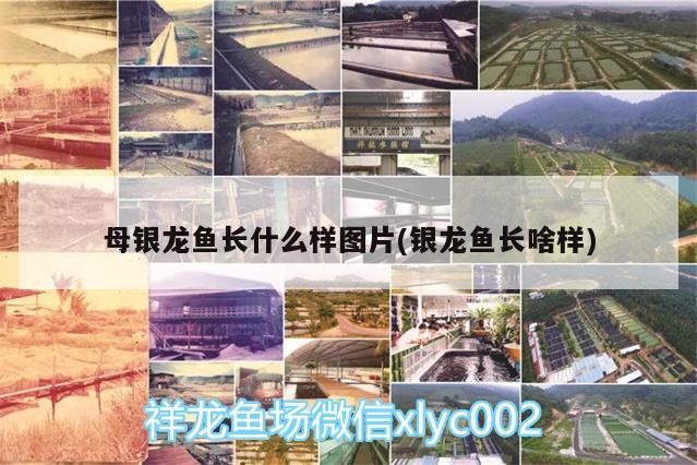 母銀龍魚長什么樣圖片(銀龍魚長啥樣) 母銀龍魚長什么樣圖片(銀龍魚長啥樣) 銀龍魚百科