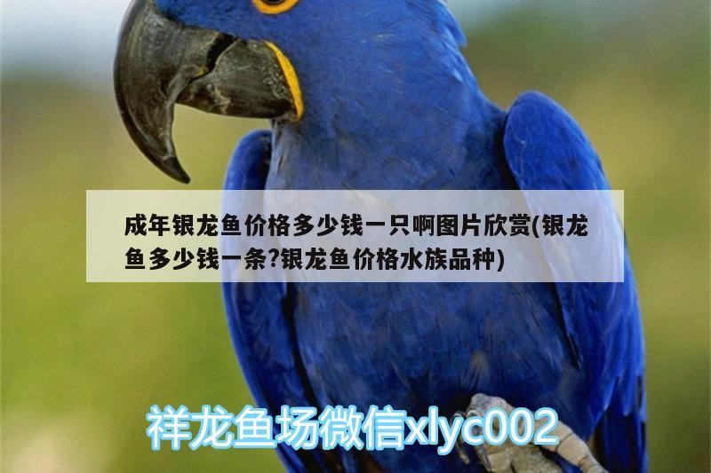 成年銀龍魚價格多少錢一只啊圖片欣賞(銀龍魚多少錢一條?銀龍魚價格水族品種)