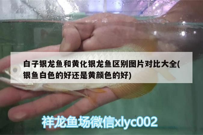 白子銀龍魚(yú)和黃化銀龍魚(yú)區(qū)別圖片對(duì)比大全(銀魚(yú)白色的好還是黃顏色的好) 白子銀龍魚(yú)和黃化銀龍魚(yú)區(qū)別圖片對(duì)比大全(銀魚(yú)白色的好還是黃顏色的好) 銀龍魚(yú)百科