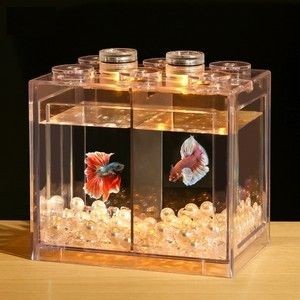大魚缸能養(yǎng)斗魚嗎：斗魚可以在大魚缸中飼養(yǎng)，但仍需要注意以下幾點，斗魚仍需注意