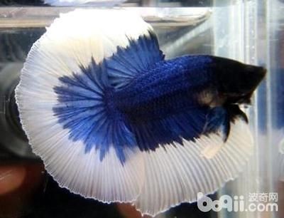 大魚缸能養(yǎng)斗魚嗎：斗魚可以在大魚缸中飼養(yǎng)，但仍需要注意以下幾點，斗魚仍需注意