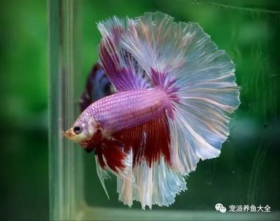 大魚缸能養(yǎng)斗魚嗎：斗魚可以在大魚缸中飼養(yǎng)，但仍需要注意以下幾點，斗魚仍需注意