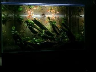 超白金晶魚缸怎么樣好不好：超白金晶魚缸怎么樣？