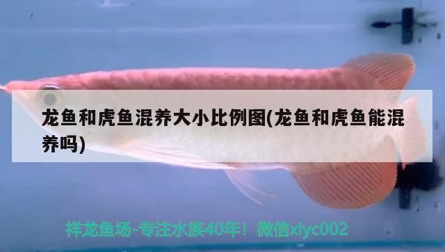 龍魚和虎魚混養大小比例圖(龍魚和虎魚能混養嗎)