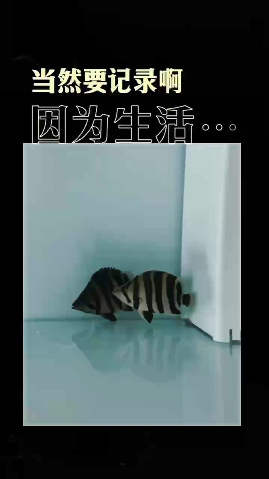 我又買魚了！10000和8000的區別
