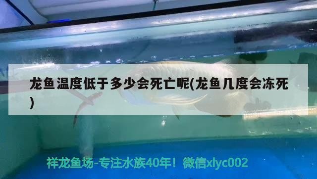 紅龍魚和虎魚混養視頻：紅龍魚和虎魚混養視頻教程