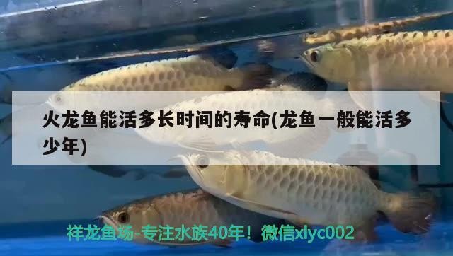 紅龍魚和虎魚混養視頻：紅龍魚和虎魚混養視頻教程