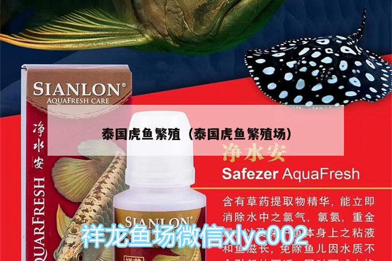 泰國虎魚繁殖（泰國虎魚繁殖場）