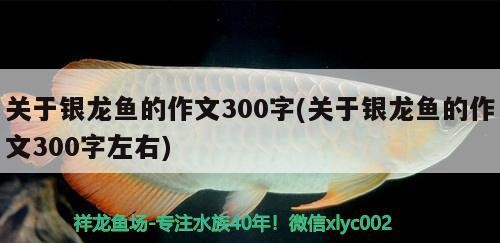 關于銀龍魚的作文300字(關于銀龍魚的作文300字左右)