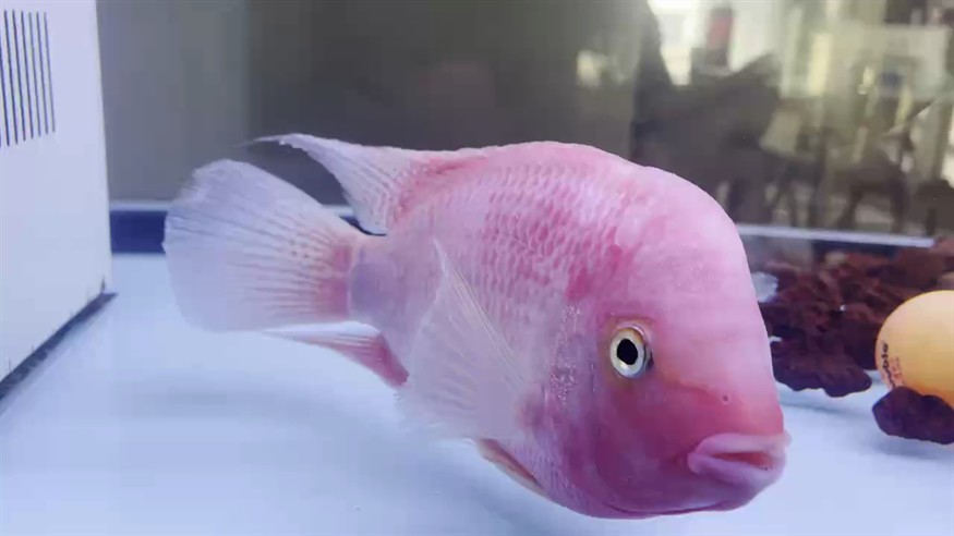 大神們，幫忙看看。除了白點病（已加溫至30度）好像還有點爛魚鰭（尾部）。怎么治療？現(xiàn)在也不和我互動了。[daku][daku][daku]