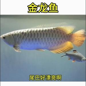 紅龍魚眼睛突出很多是什么原因造成的呢（紅龍魚眼睛突出很多是什么原因造成的呢視頻）