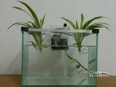 搬家魚(yú)缸魚(yú)的數(shù)量怎么算：加拿大學(xué)者尼爾森魚(yú)缸養(yǎng)魚(yú)數(shù)量的計(jì)算方法一般適用于中小型魚(yú)