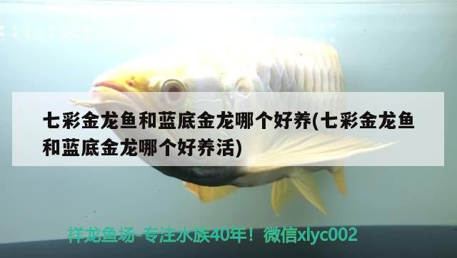 七彩金龍魚和藍(lán)底金龍哪個好養(yǎng)(七彩金龍魚和藍(lán)底金龍哪個好養(yǎng)活)