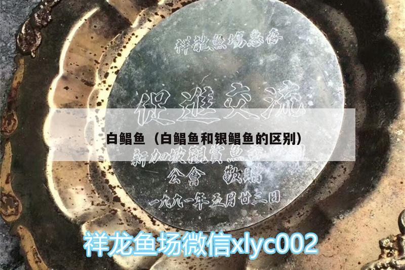 白鯧魚（白鯧魚和銀鯧魚的區別）