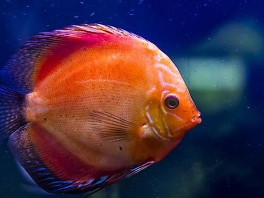 煙臺市萊山區(qū)寶來水族館（煙臺市萊山區(qū)寶來水族館電話）