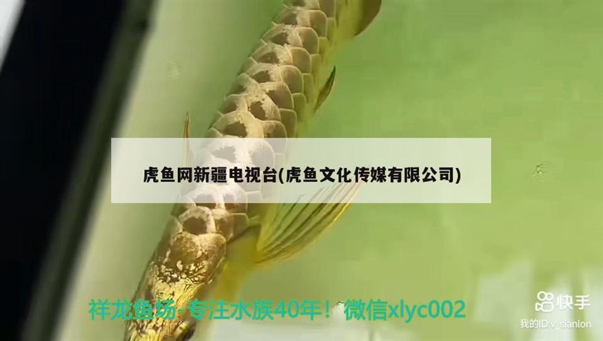 虎魚網新疆電視臺(虎魚文化傳媒有限公司) 虎魚網新疆電視臺(虎魚文化傳媒有限公司) 虎魚百科