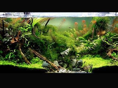 120魚缸水草造景布景：120魚缸水草造景布景方法 120魚缸水草造景布景：120魚缸水草造景布景方法 魚缸百科 第1張