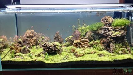 120魚缸水草造景布景：120魚缸水草造景布景方法 120魚缸水草造景布景：120魚缸水草造景布景方法 魚缸百科 第2張
