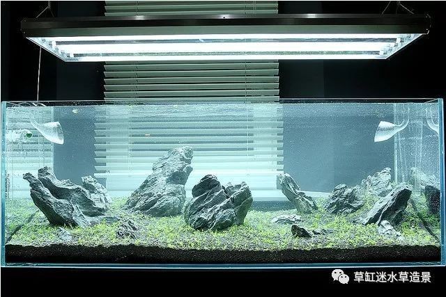 120魚缸水草造景布景：120魚缸水草造景布景方法 120魚缸水草造景布景：120魚缸水草造景布景方法 魚缸百科 第3張