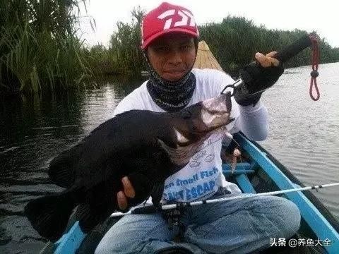 白化虎魚多少錢:養什么魚比較好養一點