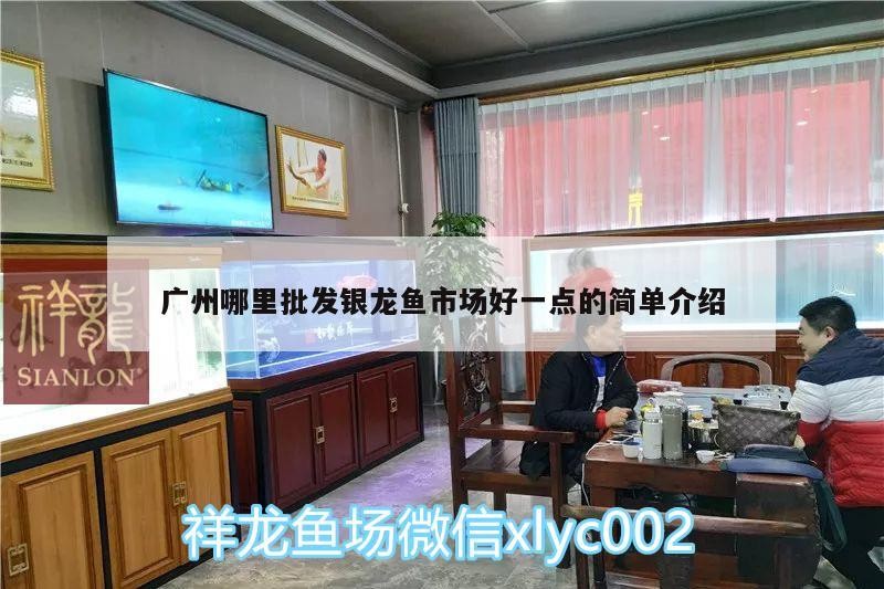 廣州哪里批發銀龍魚市場好一點的簡單介紹