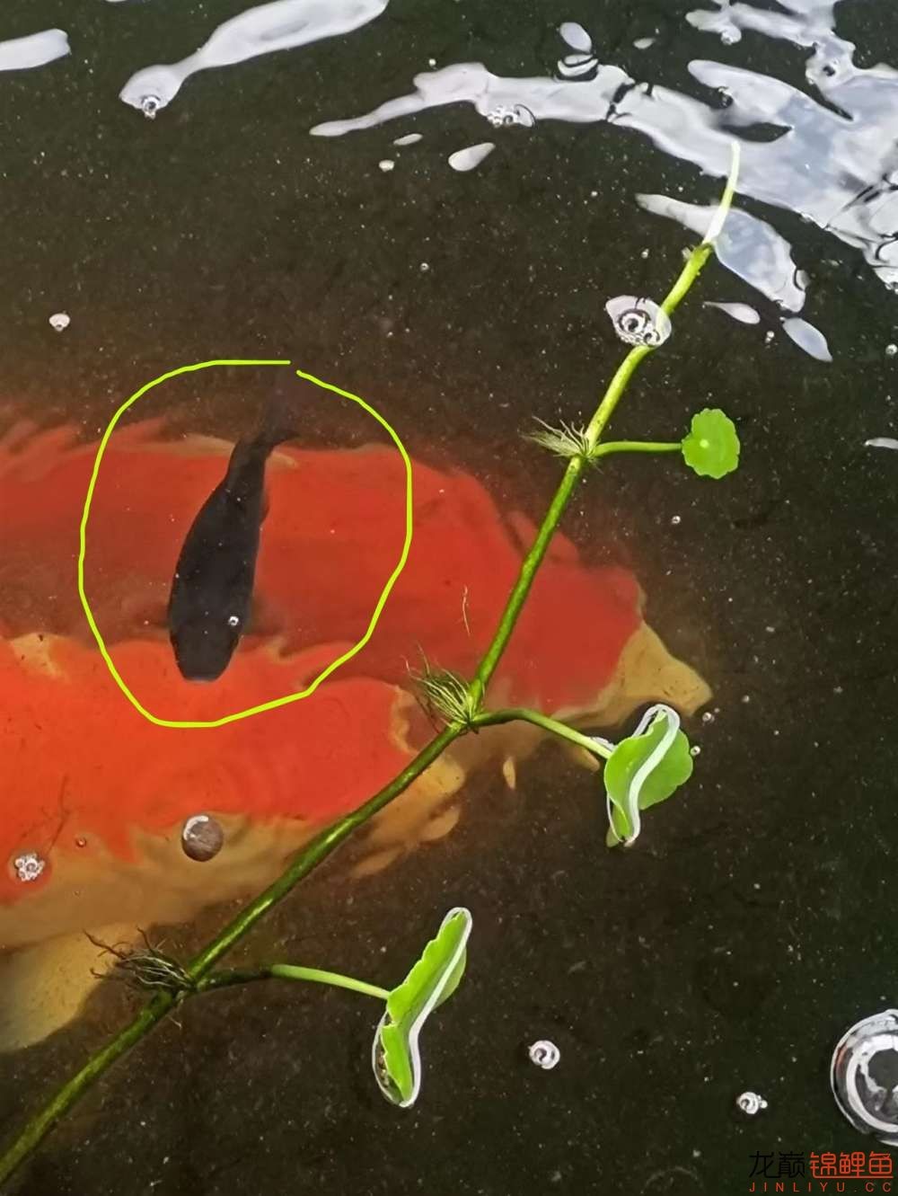 繁殖出的小魚不知道是啥品種