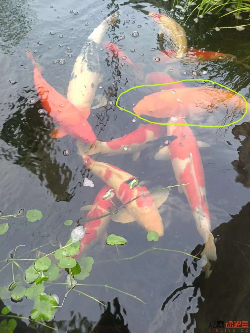 繁殖出的小魚不知道是啥品種