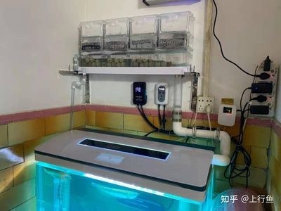 成品魚缸改造方案設計：成品魚缸改造之創意設計
