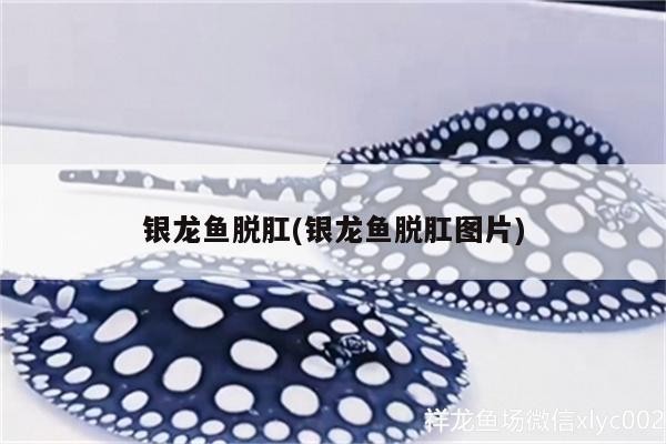 銀龍魚脫肛(銀龍魚脫肛圖片)