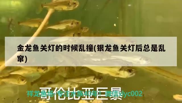 金龍魚關燈的時候亂撞(銀龍魚關燈后總是亂竄)