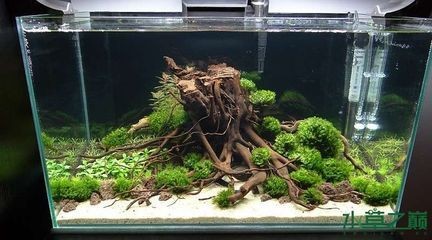 1.2米魚缸造景效果圖視頻：1.2米魚缸造景效果圖