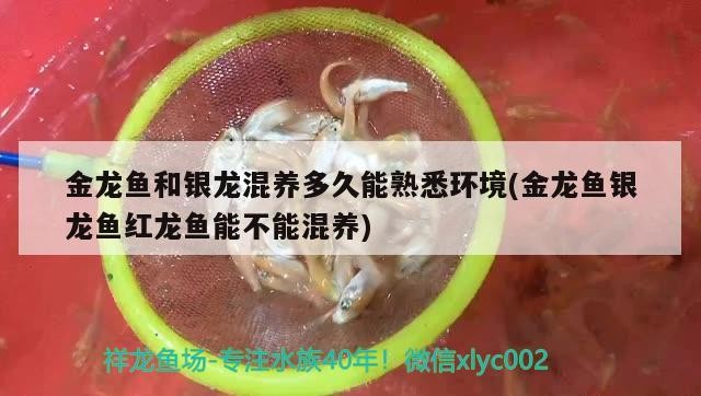 金龍魚和銀龍混養多久能熟悉環境(金龍魚銀龍魚紅龍魚能不能混養)