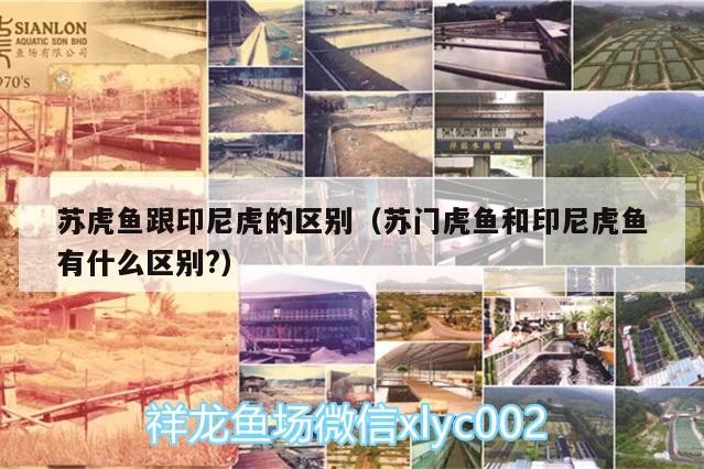 蘇虎魚跟印尼虎的區別（蘇門虎魚和印尼虎魚有什么區別?）