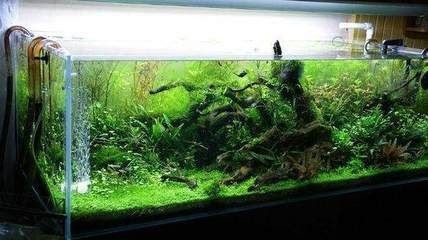 床頭放魚缸養(yǎng)魚好嗎：臥室不宜放魚缸，魚缸里的水會影響財運和健康產(chǎn)生不利影響