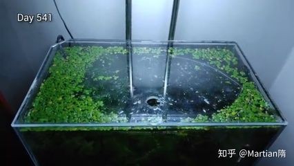床頭放魚缸養(yǎng)魚好嗎：臥室不宜放魚缸，魚缸里的水會影響財運和健康產(chǎn)生不利影響