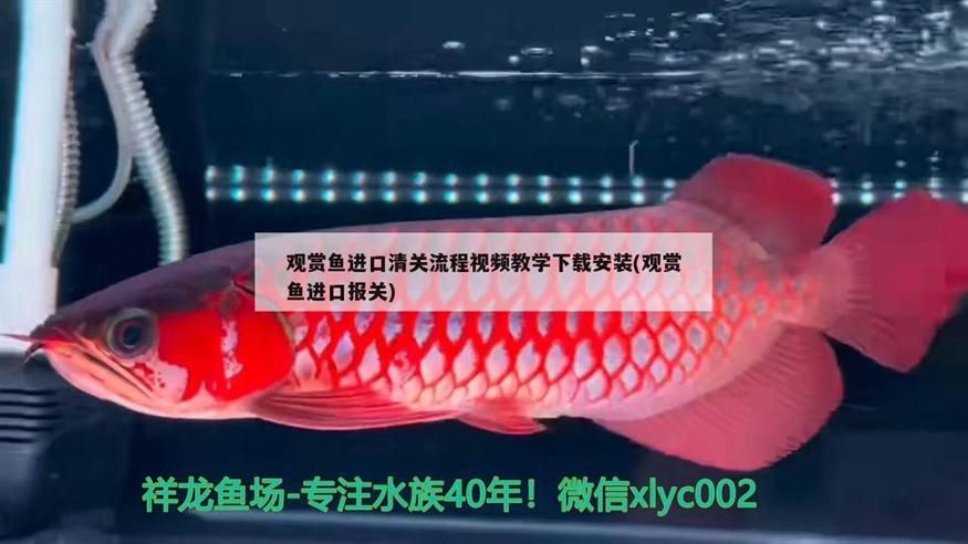 黃金河虎魚能和龍魚混養嗎？，黃金河虎魚能和龍魚混養嗎如何解決黃金河虎魚與龍魚的混養問題