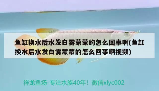 黃金河虎魚能和龍魚混養嗎？，黃金河虎魚能和龍魚混養嗎如何解決黃金河虎魚與龍魚的混養問題