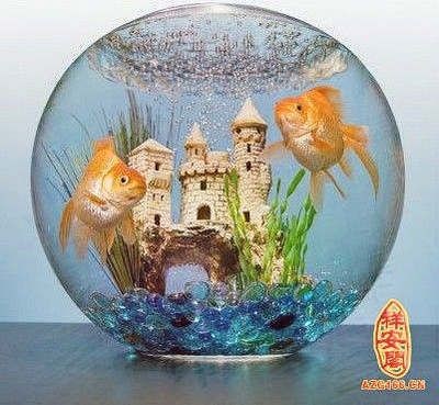 半圓形魚缸的風水講究：半圓形魚缸的風水講究及注意事項