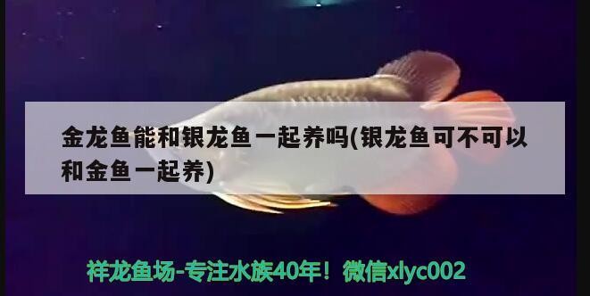 金龍魚(yú)能和銀龍魚(yú)一起養(yǎng)嗎(銀龍魚(yú)可不可以和金魚(yú)一起養(yǎng))