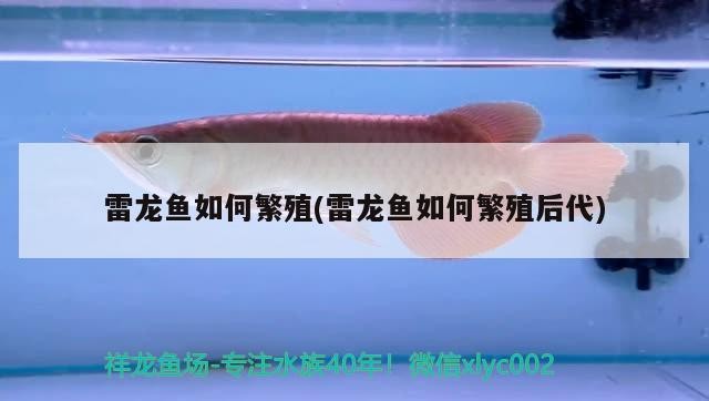 雷龍魚如何繁殖(雷龍魚如何繁殖后代)
