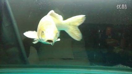 錦鯉跟龍魚混養要注意什么事項