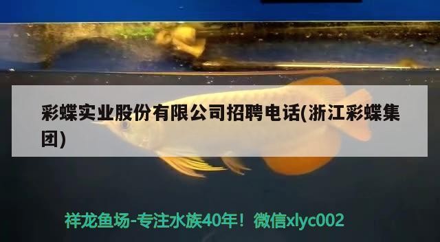 泰國虎魚跟印尼虎魚有什么區(qū)別，泰虎和蘇虎區(qū)別