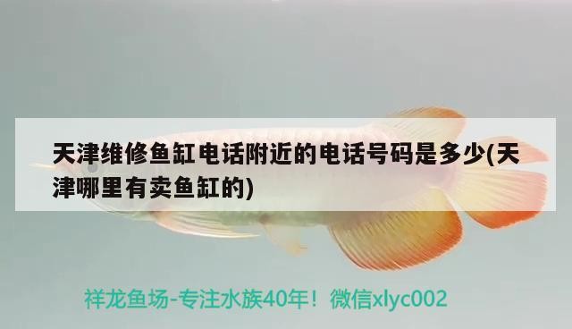 泰國虎魚跟印尼虎魚有什么區(qū)別，泰虎和蘇虎區(qū)別