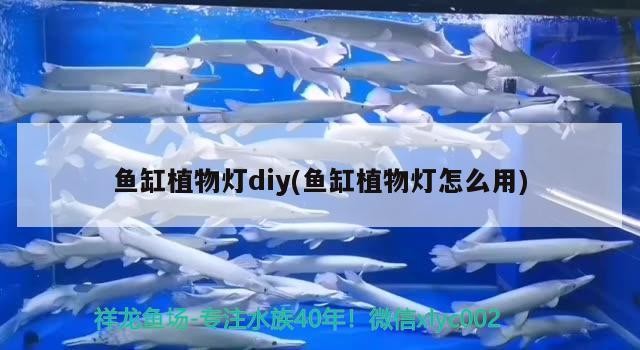 紅尾河虎魚(yú)和什么魚(yú)混養(yǎng)，虎魚(yú)和紅寶石魚(yú)混養(yǎng)介紹，紅尾河虎魚(yú)和什么魚(yú)混養(yǎng)