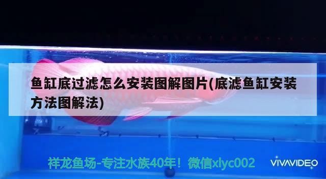 紅尾河虎魚(yú)和什么魚(yú)混養(yǎng)，虎魚(yú)和紅寶石魚(yú)混養(yǎng)介紹，紅尾河虎魚(yú)和什么魚(yú)混養(yǎng)