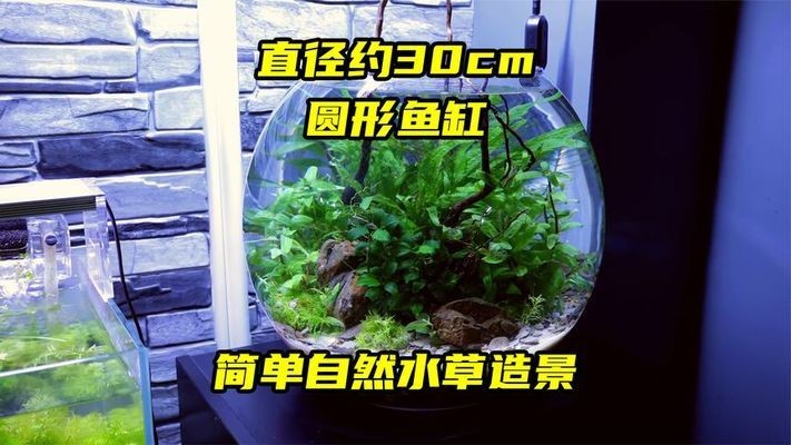 大埔縣萬仔金魚店（大埔縣萬仔金魚店電話）