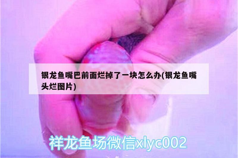 鸚鵡魚和銀龍魚混養怎樣喂食 銀龍魚嘴巴前面爛掉了一塊怎么辦(銀龍魚嘴頭爛圖片) 銀龍魚百科 銀龍魚嘴巴前面爛掉了一塊怎么辦(銀龍魚嘴頭爛圖片) 銀龍魚嘴巴前面爛掉了一塊怎么辦(銀龍魚嘴頭爛圖片) 銀龍魚百科